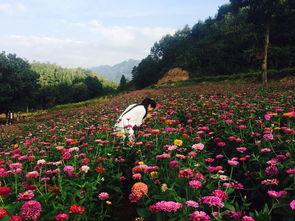 爆料半亩花田视频大全集,揭秘美丽秘诀与护肤心得  第2张